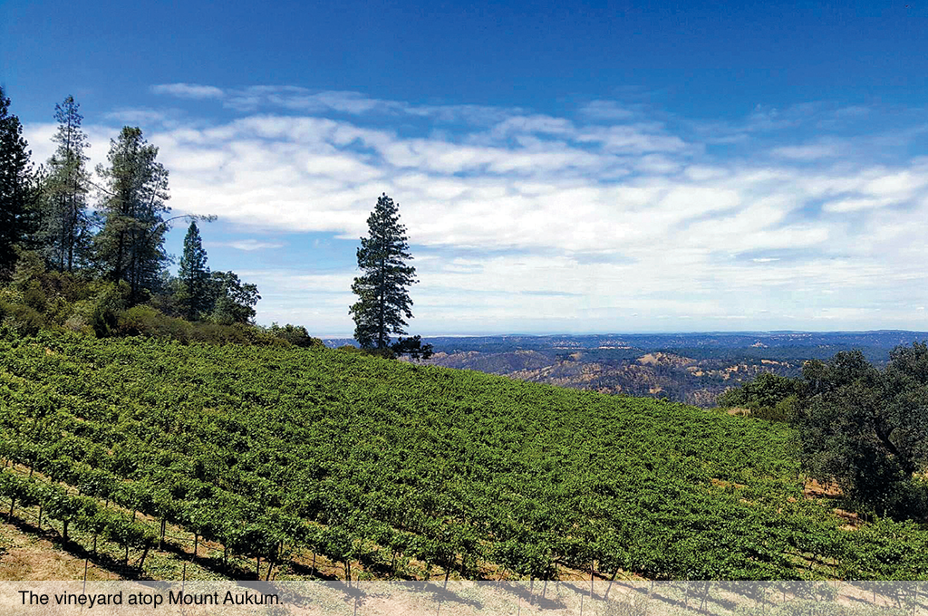 The vineyards atop Mount Aukum.